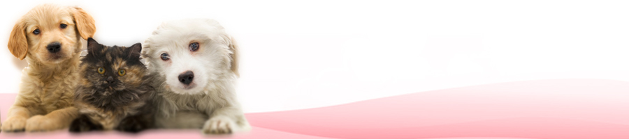 �h���̎���